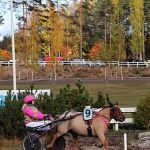 Nina Hännisen ohjastama Oo Sole Mio ravasi Poni-Kriteriumin ylivoimaiseen voittoon.