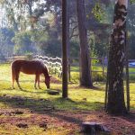 Suomenhevonen aamuauringossa Ypäjän Hevosopiston laitumella 6.9.2018.