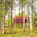 Lieskiven paja ja koivut Kauhanojalla Loimaalla 17.5.2016.